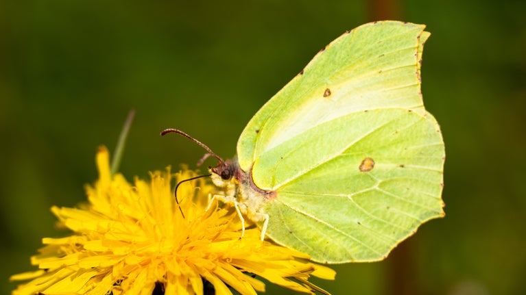 Brimstone butterfly on dandelion at Stiffkey Marshes, Norfolk